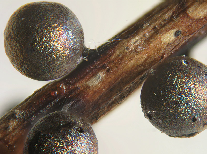 Lamproderma sauteri?